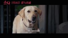 情侣分手想宠物狗怎么办