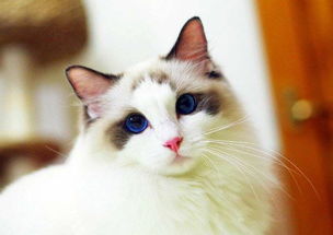 杂交宠物猫怎么养