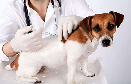 宠物狗的狂犬病怎么处理