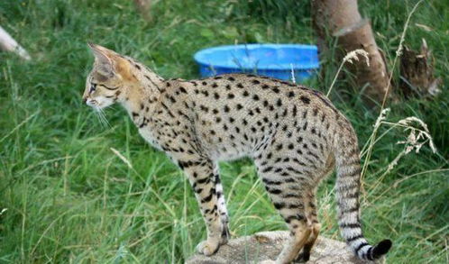 宠物猫怎么送回国内