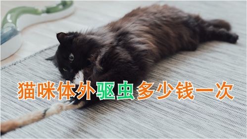宠物猫驱虫多少钱