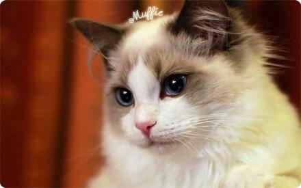 布偶猫幼崽多少钱一只
