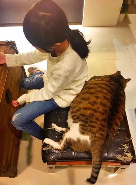 宠物猫妈怎么养