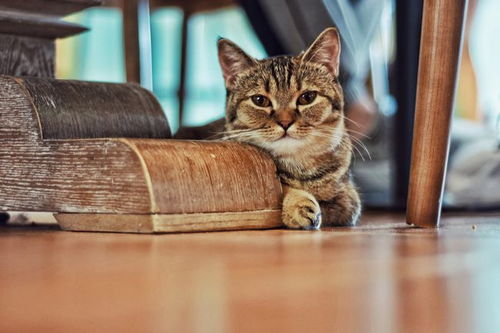 怎么赞美别人的宠物猫