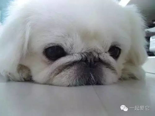 宠物狗低血糖怎么能治好