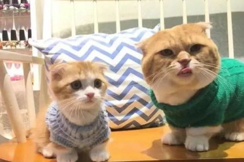 有娃怎么养宠物猫