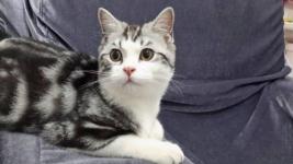 宠物猫怎么跨城送