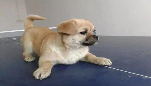 宠物狗怎么养活的快一点