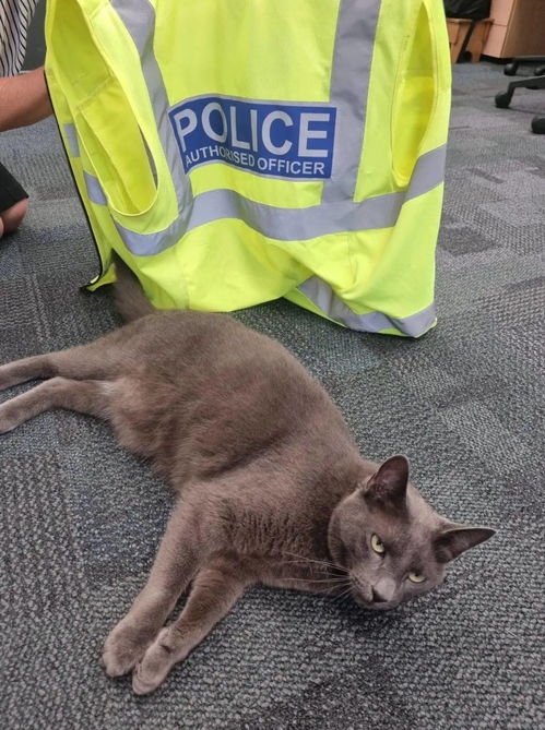 宠物猫怎么带去新西兰