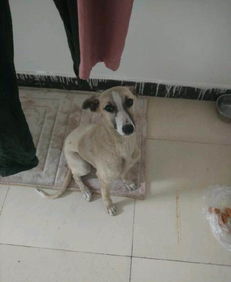 灵缇犬宠物狗怎么养好