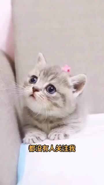 宠物猫怎么那么乖