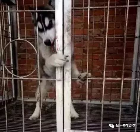 开宠物狗寄养店怎么样