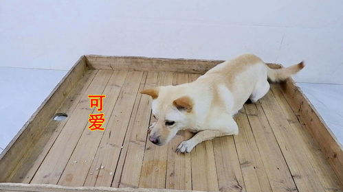 宠物狗肚子痛怎么办