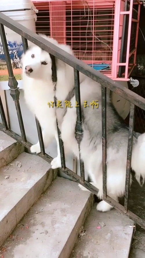 宠物狗都是傻狗怎么办呀