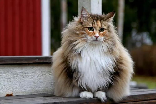 宠物狗遇见野猫怎么办呢