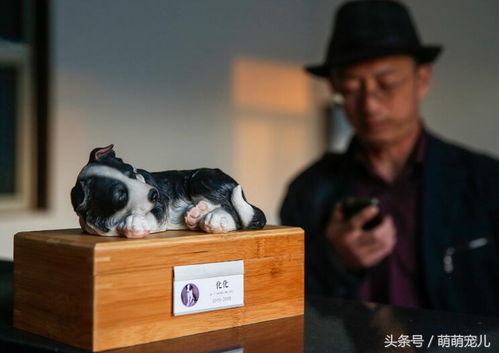 宠物猫怎么火化埋葬
