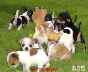 买的宠物狗怎么看健康