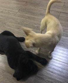 宠物狗家里不让养怎么办