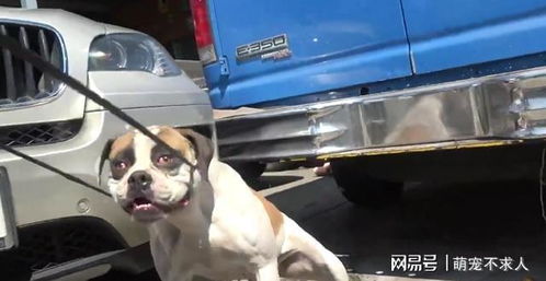 宠物狗被遗弃时会怎么样