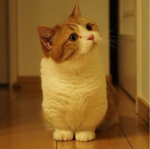 宠物狗短腿猫怎么养的好