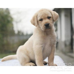 拉不拉多犬多少钱