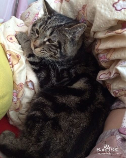 怎么判断宠物猫发烧了
