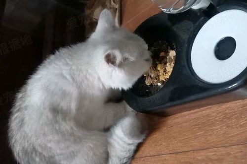 家长摔宠物猫怎么处理