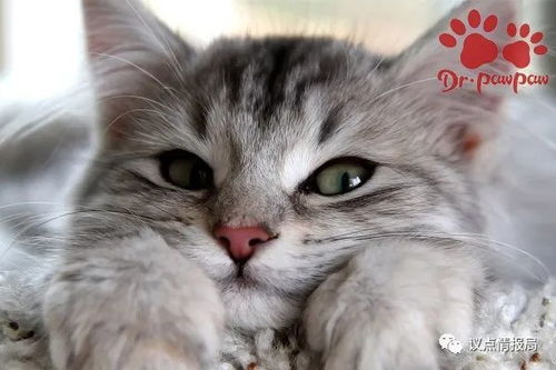 宠物猫跳蚤怎么表现