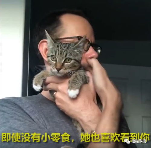 宠物猫高傲怎么驯服