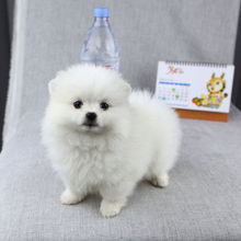 博美犬幼犬多少钱