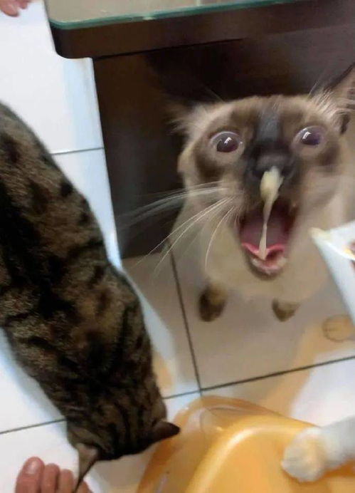 肉怎么喂宠物猫吃