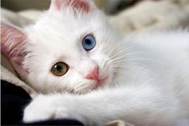 宠物猫怎么曝光