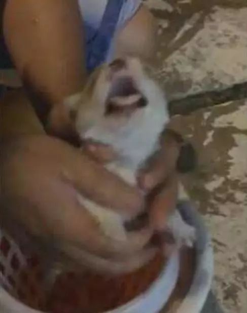 宠物狗洗澡骂主人怎么办