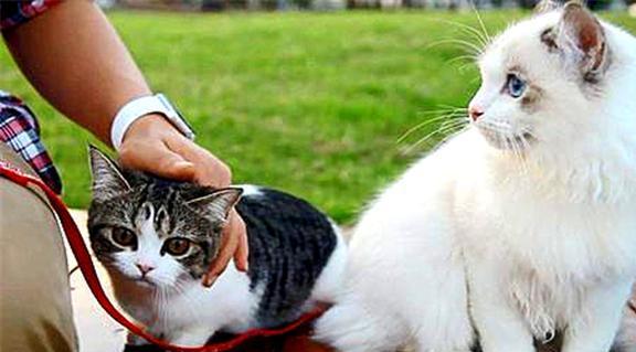 冬天怎么携带宠物猫呢