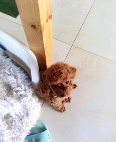 怎么自制一只宠物狗笼呢