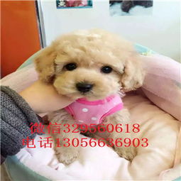 泰迪犬多少钱白色