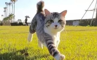 宠物猫怎么带他出去