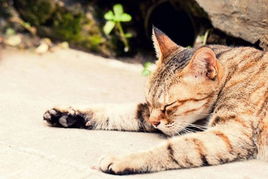 宠物猫抓拍水平怎么样