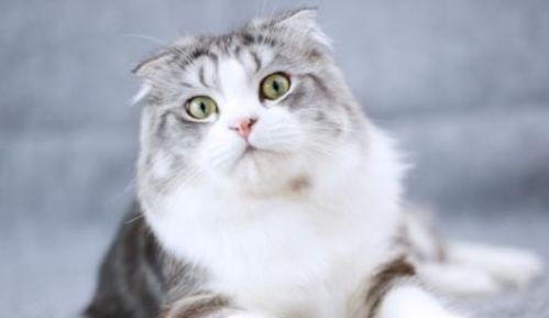 新入手宠物猫怎么养
