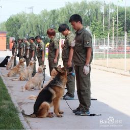 训狗学校狗多少钱