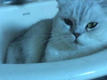 宠物猫临时寄养怎么收费