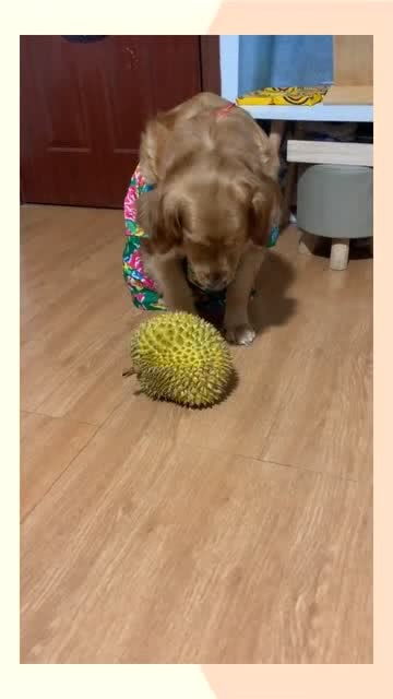 宠物狗洁癖症怎么治疗的