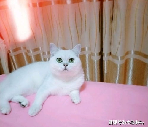 宠物猫怎么喂宝宝奶粉