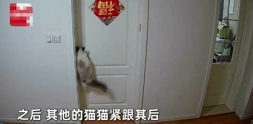 宠物猫卧室门怎么锁