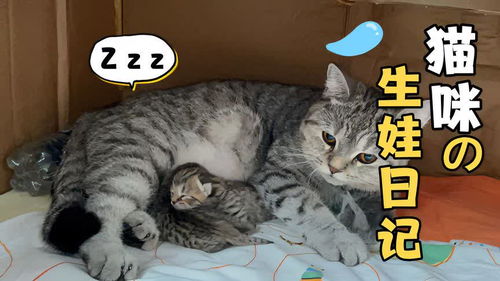 宠物猫怎么生育的