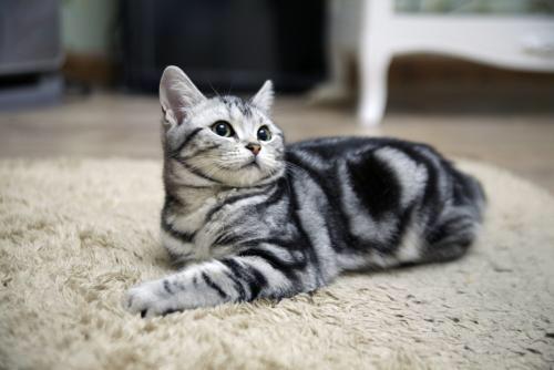 美短猫多少钱一只