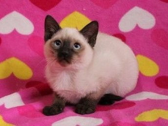 怎么买泰国宠物猫