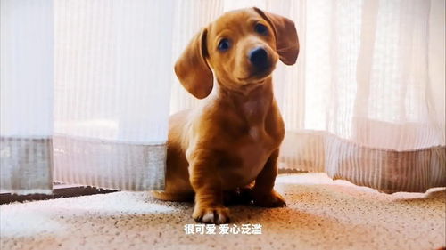 宠物狗突然要咬人怎么办