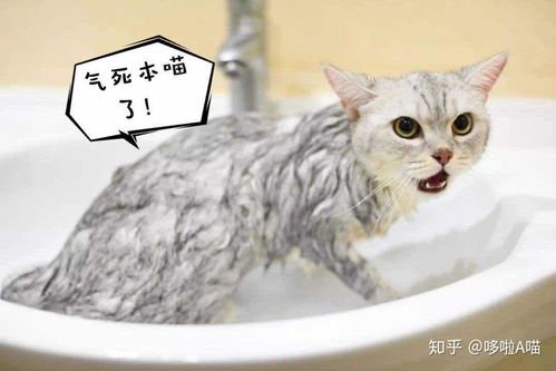 怎么给宠物猫冲凉