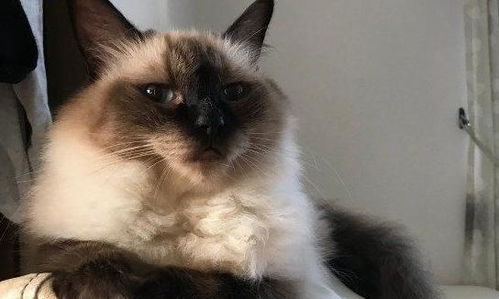 宠物猫怎么看相貌